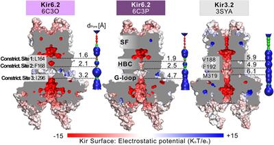 Simulating PIP2-Induced Gating Transitions in Kir6.2 Channels